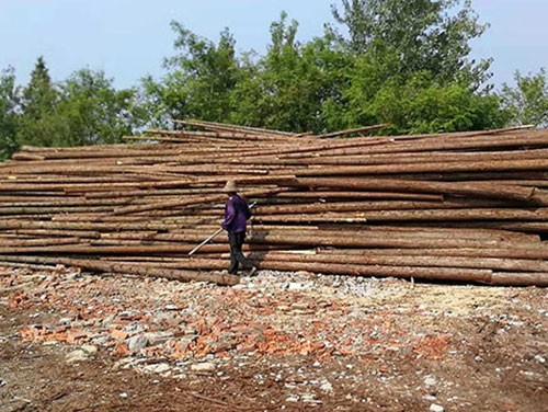 杉原木在建筑领域的多样化用途