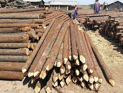 防汛木桩的快速部署与应急响应